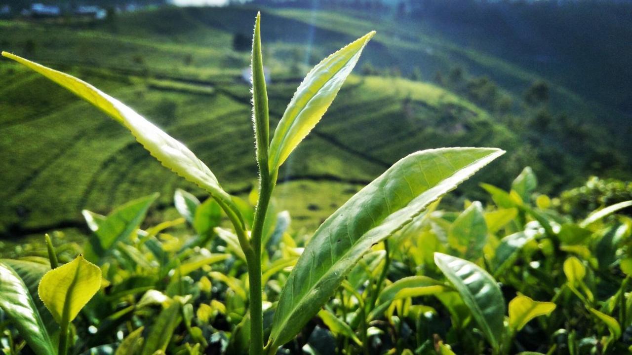 Green Paradise Ella Bagian luar foto