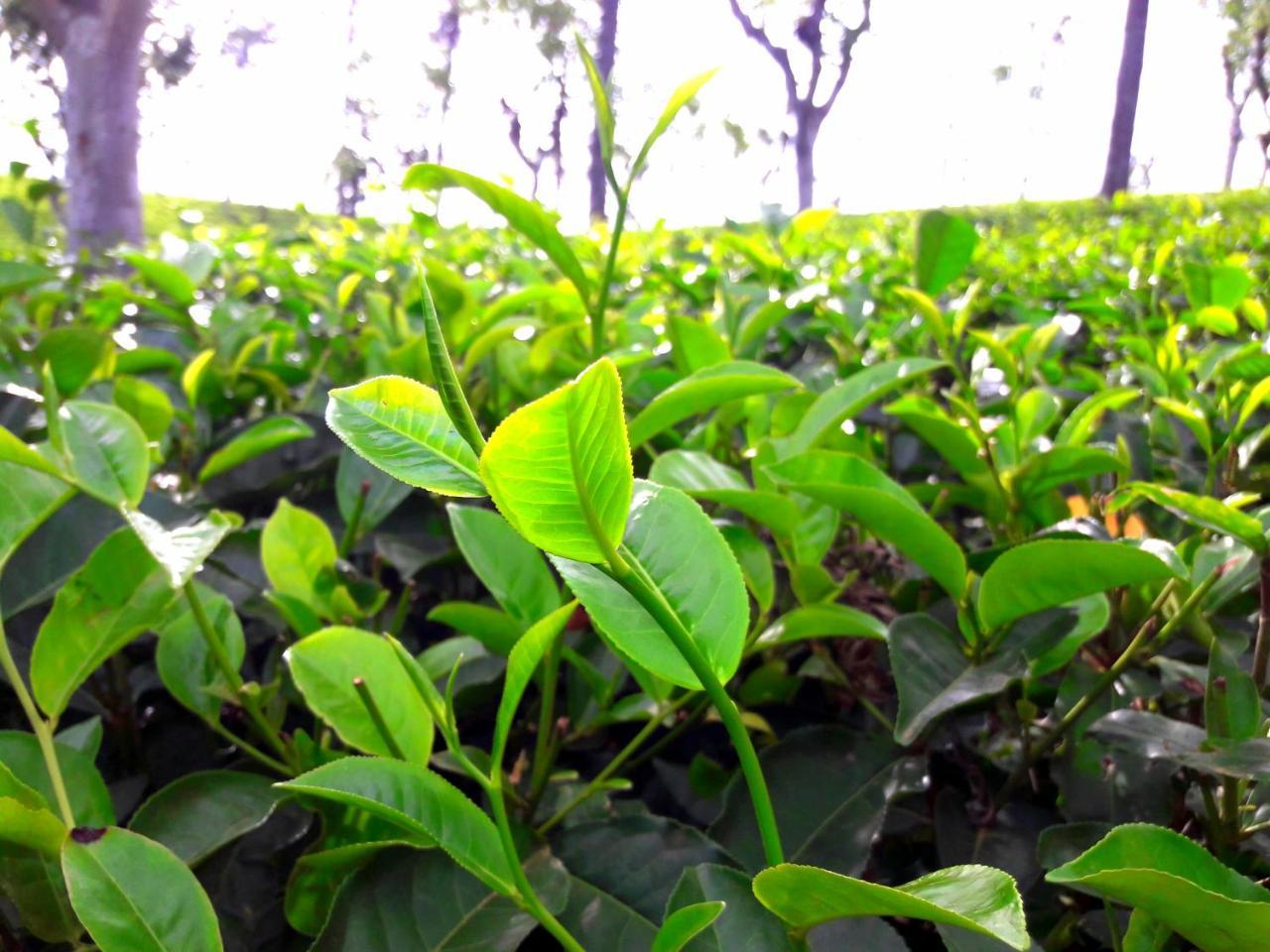 Green Paradise Ella Bagian luar foto